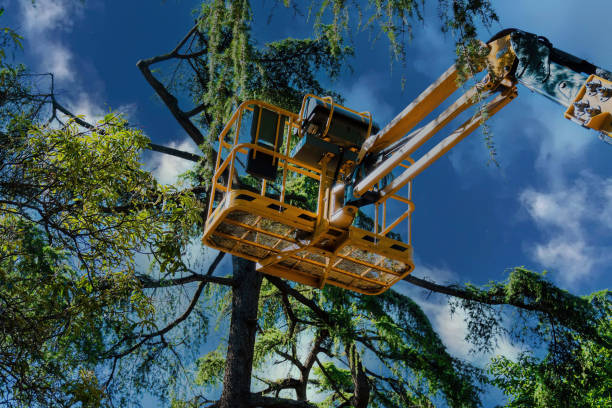 How Our Tree Care Process Works  in Wilkshire Hills, OH